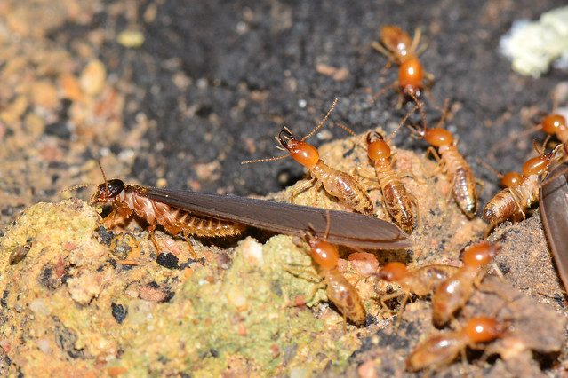7 Subtle Signs You Should Get a Termite Inspection on Your San Diego Home