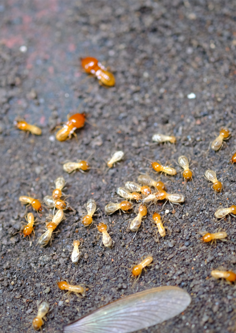 Termite Control Orange