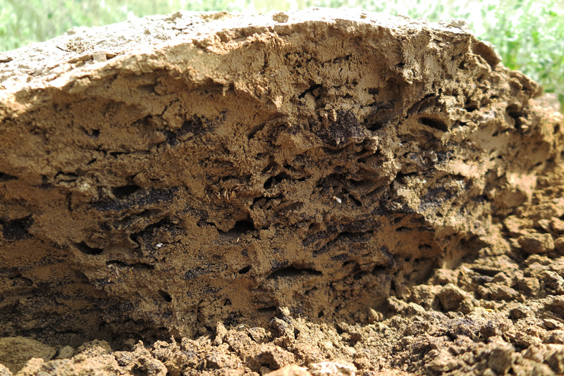 Subterranean Termites in California