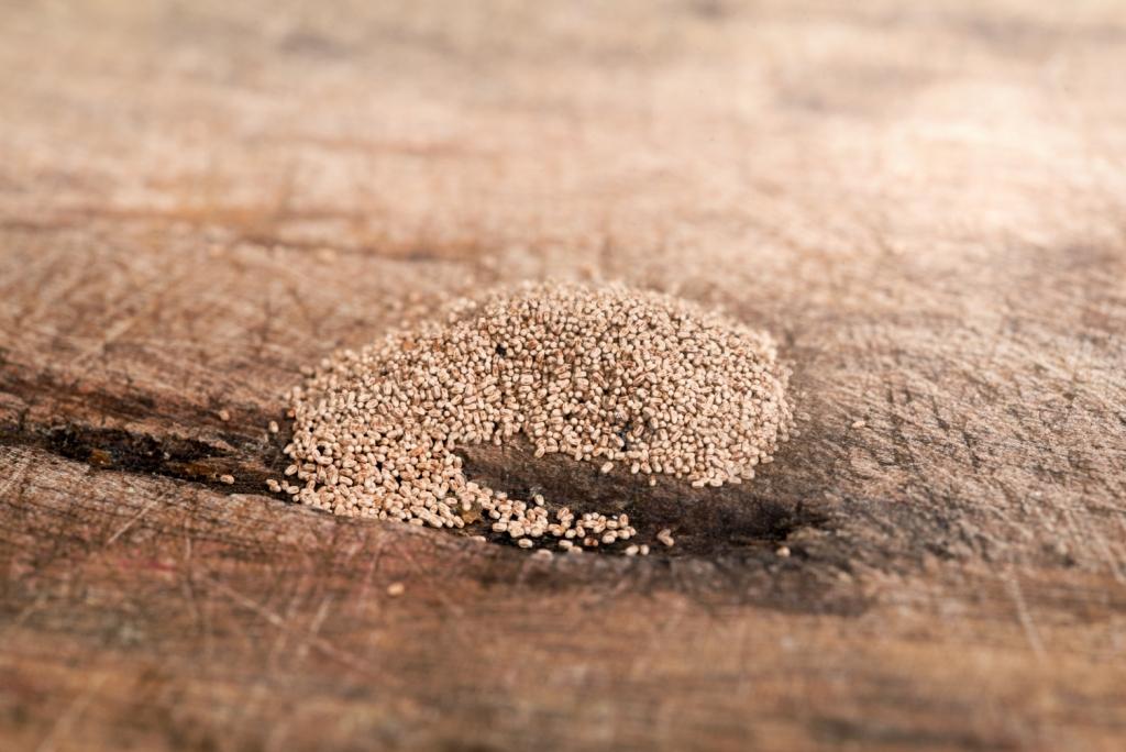 Termite Sawdust