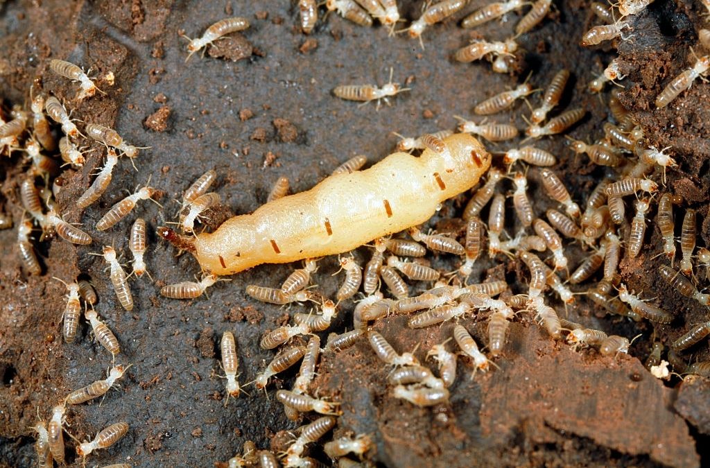 The Ultimate Guide to Picking the Best Termite Inspection Service in San Diego